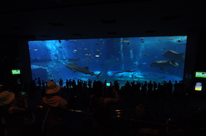Churaumi Aquarium